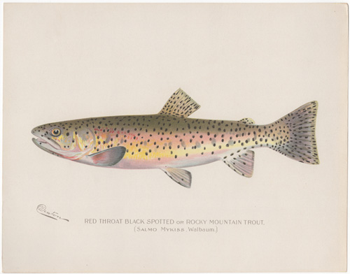 ROCKY MOUNTAIN TROUT